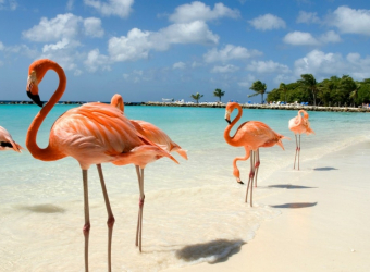 flamingo-beach-aruba